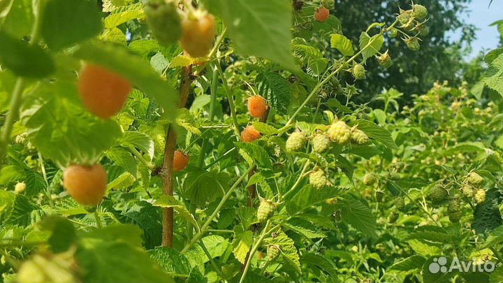 Малина и черная смородина