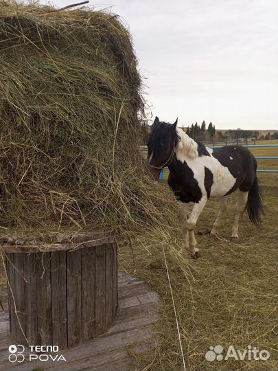 Сено в мешках для морских свинок