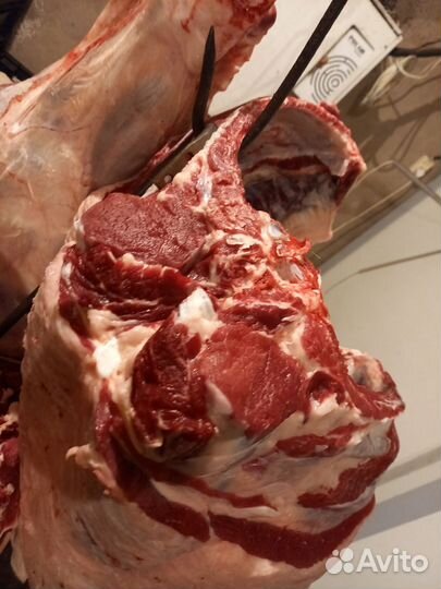 Коровы телки и бычки