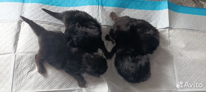 Котята Мейн-кун