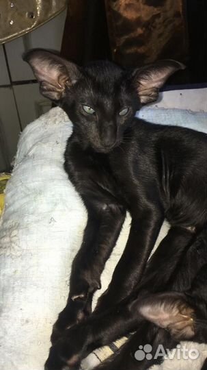 Ориентальные котята экстрим