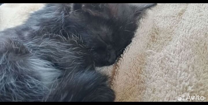 Котенок в дар девочка