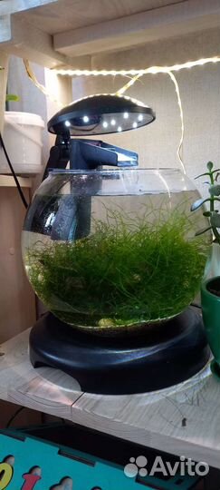 Аквариум tetra 6,8 литров круглый