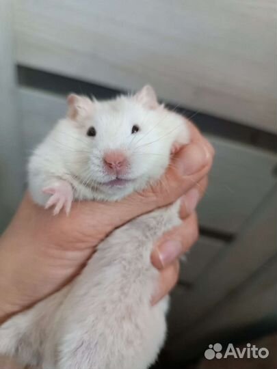 Сирийский хомяк бесплатно