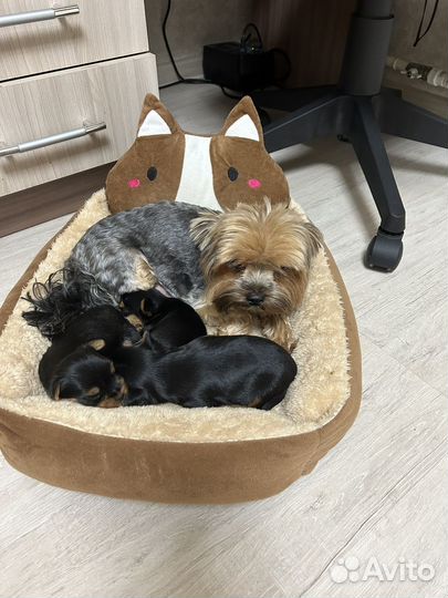 Йоркширский терьер