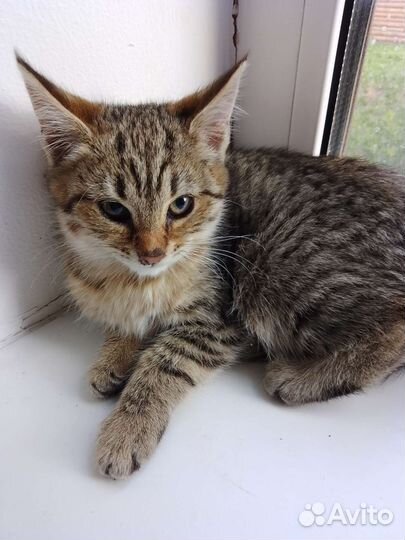 Котята в дар бесплатно