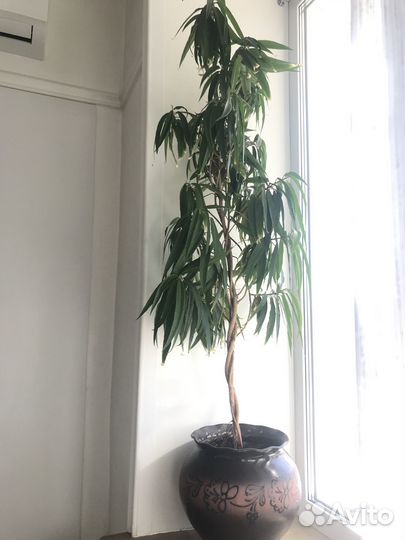 Фикус Али (Биннендийка) 1,2 метра