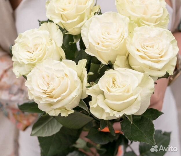 Розы Эквадор. Цветы с Доставкой