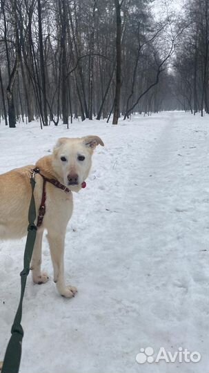 Белая собака метис лабрадора в добрые руки