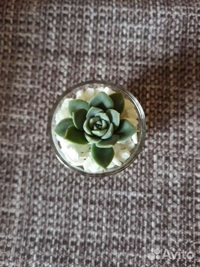 Флорариум mini