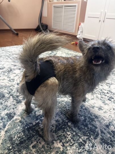 Трусы для собак