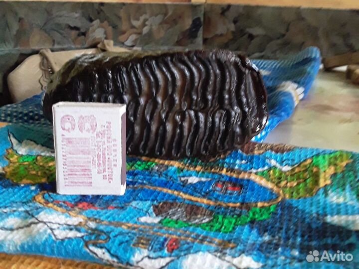 Зуб мамонта