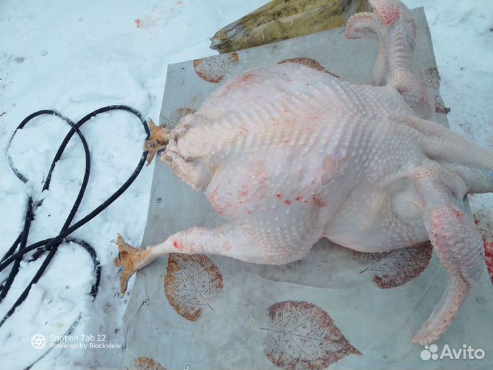 Мясо индюка