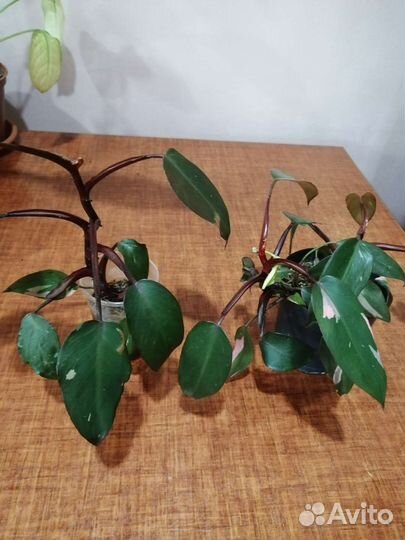 Филодендрон