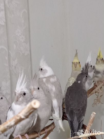 Птенцы корелла