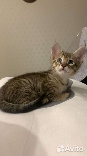 Кошечка чаузи