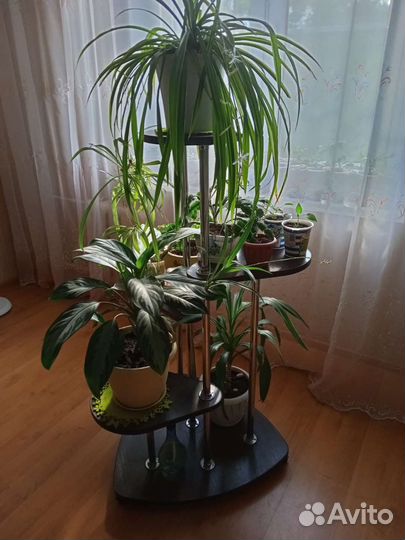 Кордилина