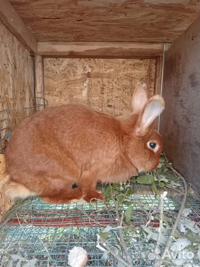 Крольчата новозеландский красный(нзк)