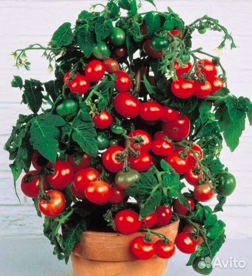 Рассада томатов 