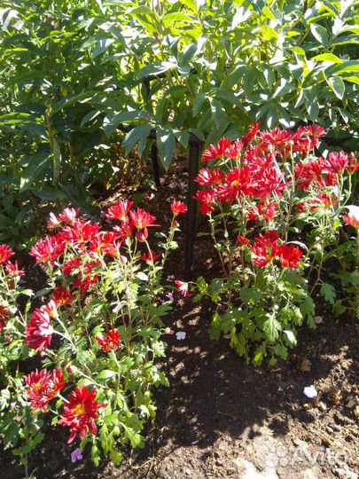 Хризантема корейская раннецветущая