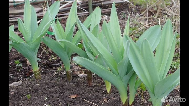 Цветы садовые