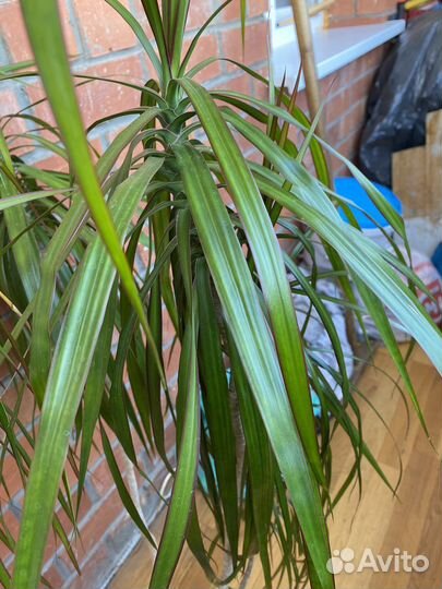 Пальма драцена