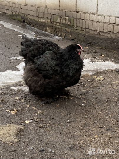 Куры породные
