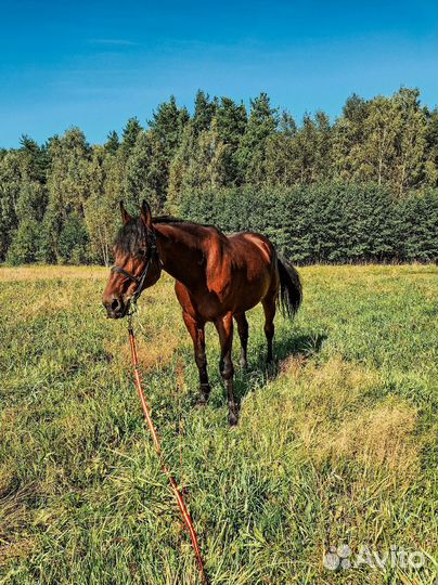 Постой для лошадей