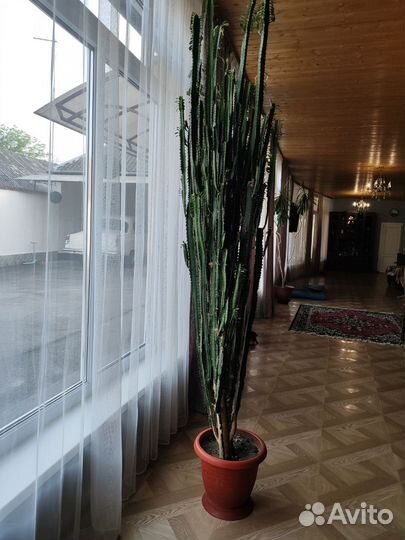 Комнатные растения цветы большие