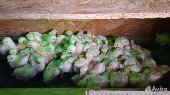 Яйца перепелов