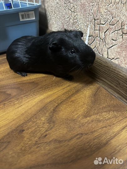 Морская свинка