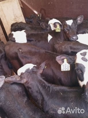 Отборные телята бычки с доставкой