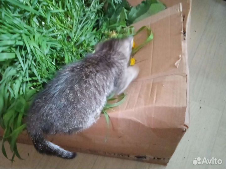 Котёнок девочка