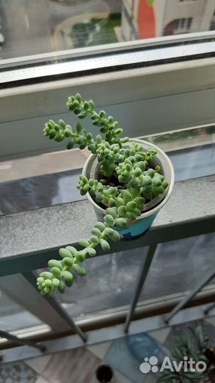 Суккуленты