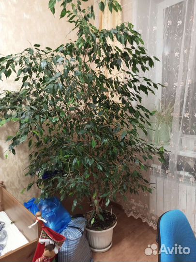 Фикус бенджамина большой