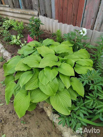 Хоста подорожниковая