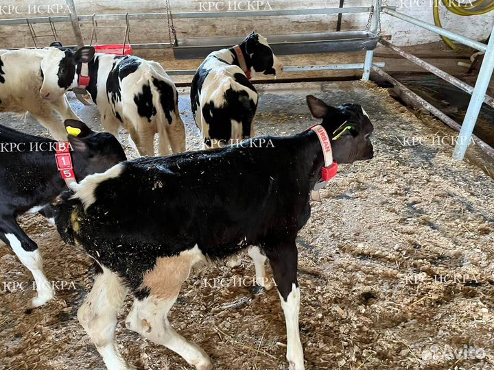 Бычки и телки мясные
