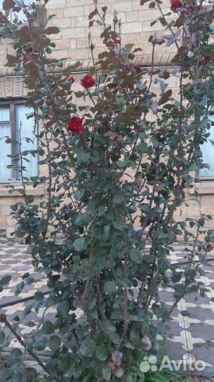 Саженцы роз