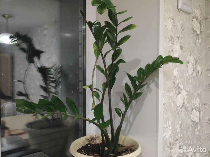 Замиокулькас