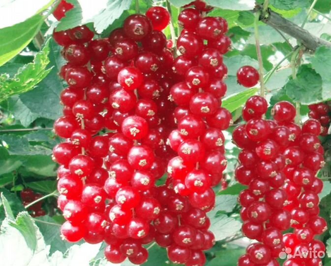 Саженцы Смородины красная Сахарная