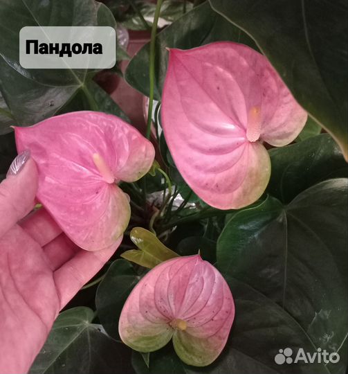 Антуриум Пандола