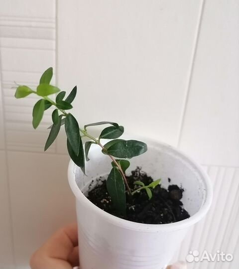 Продам цветы комнатные