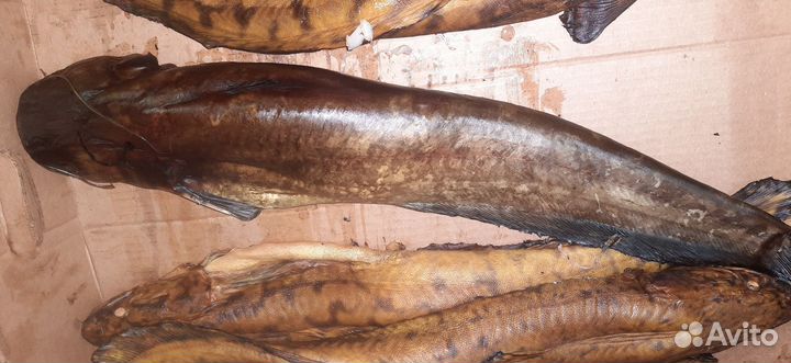 Рыба холодн. копчения, деликатес, чир, сом, щука