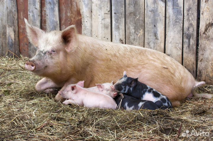 Домашние животные