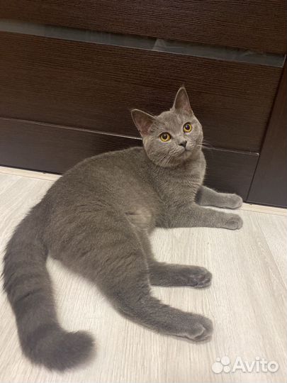 Шотландский кот вязка