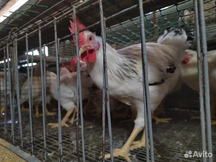 Петухи / петушки, доминант, птица, куры