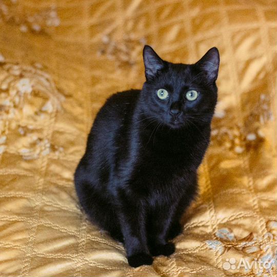 Кошка в добрые руки