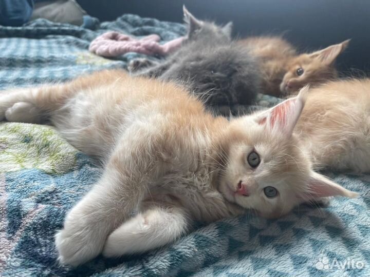 Котята мейн-кун