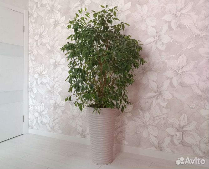 Фикус бенджамина