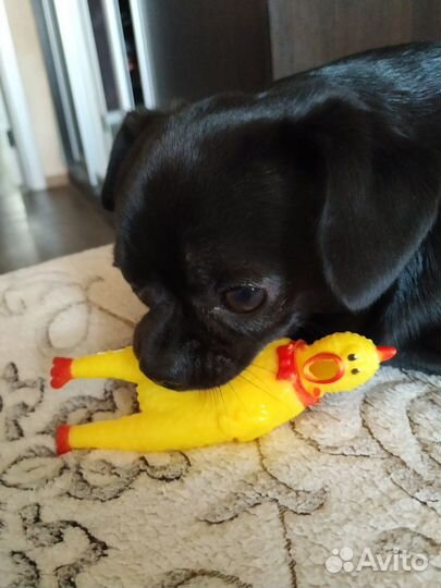 Вязка,чихуахуа мальчик, ждёт невесту